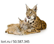 Lynx and her cub in front of a white background. Стоковое фото, агентство Ingram Publishing / Фотобанк Лори