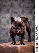 french bulldog wearing crown like a king. Стоковое фото, агентство Ingram Publishing / Фотобанк Лори