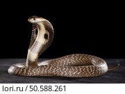 Beauty. Beauty... Cobra on table. Стоковое фото, агентство Ingram Publishing / Фотобанк Лори