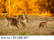 Herd of kangaroos at twilight (Coombabah Lake, QLD, Australia). Herd of kangaroos at twilight. Стоковое фото, агентство Ingram Publishing / Фотобанк Лори