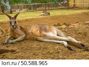 A red kangaroo Macropus rufus, sitting inside the Bonorong Wildlife Sanctuary, near the city of Hobart, Tasmania, Australia.. Red Kangaroo sitting. Стоковое фото, агентство Ingram Publishing / Фотобанк Лори
