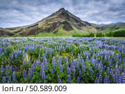 Typical Iceland landscape with mountains and lupine flowers field. Summer time. Стоковое фото, агентство Ingram Publishing / Фотобанк Лори
