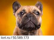 French bulldog isolated over orange background, retouched. Стоковое фото, агентство Ingram Publishing / Фотобанк Лори