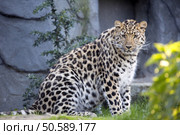 Amur Leopard, Panthera pardus orientalis, is probably the most beautifully colored leopard. Стоковое фото, агентство Ingram Publishing / Фотобанк Лори