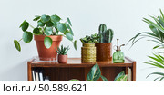 Stylish composition of home garden interior filled a lot of beautiful plants, cacti, succulents, air plant in different design pots. White wall. Copy space. Home gardening concept Home jungle. Стоковое фото, агентство Ingram Publishing / Фотобанк Лори