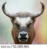 bison staring at the camera with a straight face. Стоковое фото, агентство Ingram Publishing / Фотобанк Лори