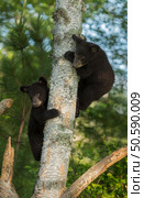 Two Young Black Bears (Ursus americanus) Hide in Tree - captive animals. Стоковое фото, агентство Ingram Publishing / Фотобанк Лори