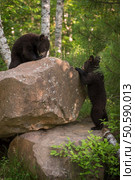 Black Bear (Ursus americanus) Cubs Climb on Rocks - captive animals. Стоковое фото, агентство Ingram Publishing / Фотобанк Лори