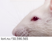 lab rat’s head in profile, closeup . Стоковое фото, агентство Ingram Publishing / Фотобанк Лори