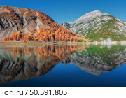 Stunning autumn scenery with golden larch trees covering the slopes of the mountains, reflected in the calm water of a pristine alpine lake under a clear blue sky in fall.  Dolomites, Italy. Panorama. Стоковое фото, агентство Ingram Publishing / Фотобанк Лори