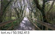 Wooden bridge walkway extends through the trees at Parque das Ribeiras, shadows falling across the planks under a bright sky, surrounded by lush greenery. Стоковое фото, агентство Ingram Publishing / Фотобанк Лори