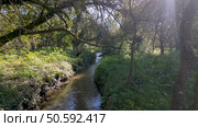 Gentle stream flows through lush vegetation in Parque das Ribeiras, sunlight filtering through the trees creating dappled light on the water and banks. Стоковое фото, агентство Ingram Publishing / Фотобанк Лори