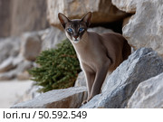 Oriental cat with blue eyes sitting on a rock in the desert. Стоковое AI-изображение, AI-художник Евгений Харитонов / Фотобанк Лори