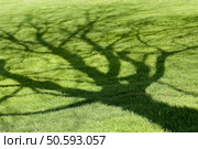 Tree shadow on short green grass in spring. Стоковое фото, агентство Ingram Publishing / Фотобанк Лори