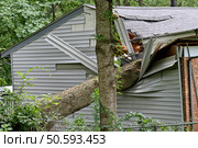 Large Tree Falls on a Small House. Стоковое фото, агентство Ingram Publishing / Фотобанк Лори