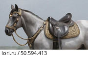 Majestic gray horse standing proudly in ornate saddle and bridle. Стоковое AI-видео, аниматор Юрий Поздников / Фотобанк Лори