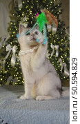 Playful cat engages with colorful feather toy in front of christmas tree. Стоковое видео, видеограф Zakharova Natasha / Фотобанк Лори
