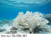 White coral bleaching showing climate change underwater in the ocean. Стоковое AI-изображение, AI-художник Иван Рябоконь / Фотобанк Лори