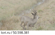 Косуля европейская (Capreolus capreolus) Стоковое видео, видеограф Дмитрий Якубович / Фотобанк Лори