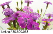 Букетик гвоздики полевой (Dianthus campestris) крупным планом. Стоковое фото, фотограф Евгений Капранов / Фотобанк Лори