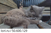 A fluffy, beautiful cat lies on a bench in the courtyard of the house in the evening. Summer. Стоковое видео, видеограф Андрей Жигальцов / Фотобанк Лори