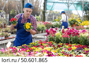 Salesman changes arrangement of pots with primrose and improves appearance of window. Стоковое фото, фотограф Яков Филимонов / Фотобанк Лори
