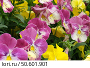 Viola tricolor (Wild Pansy) flower field, dense yellow and burgundy blooms for botanical wallpapers and floral designs. Стоковое фото, фотограф Елена  Попкова / Фотобанк Лори