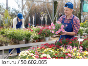 Salesman changes arrangement of pots with garden chamomile and improves appearance of window. Стоковое фото, фотограф Яков Филимонов / Фотобанк Лори
