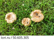 Гриб свинушка тонкая (Paxillus involutus)на фоне зеленой травы. Стоковое фото, фотограф Сергей Овчинников / Фотобанк Лори