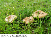 Гриб свинушка тонкая (Paxillus involutus)на фоне зеленой травы. Стоковое фото, фотограф Сергей Овчинников / Фотобанк Лори