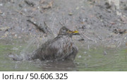 Дрозд черный птица купается в лесной луже, Turdus merula. Стоковое видео, видеограф Дмитрий Якубович / Фотобанк Лори