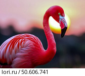The Red Flamingo (Lat. Phoenicopterus ruber) is a species of bird from the flamingo family. The Red Flamingo is the largest and brightest representative of the family: the head, neck and chest are painted dark pink. The beak is also reddish-pink, with a black tip. Стоковое AI-изображение, AI-художник Сергей Елизарьев / Фотобанк Лори