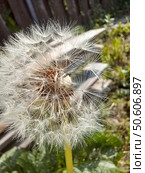 Dandelion in full bloom surrounded by green grass in a sunny garden during spring season. Стоковое фото, фотограф Александра Рублева / Фотобанк Лори