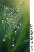 Beautiful drops of dew on a cobweb on a green background. Стоковое AI-видео, аниматор Sergey Grishin / Фотобанк Лори
