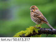 Little bunting perched on branch with green background. Стоковое AI-изображение, AI-художник Иван Рябоконь / Фотобанк Лори