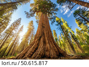 Majestic giant sequoia towering in sunlit forest. Стоковое AI-изображение, AI-художник Иван Рябоконь / Фотобанк Лори