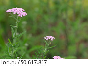 Pink blooming yarrow in the meadow. Natural green background. Стоковое фото, фотограф Елена  Попкова / Фотобанк Лори