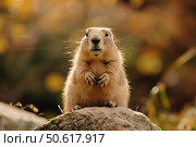 Black tailed prairie dog sitting on rock in soft sunlight. Стоковое AI-изображение, AI-художник Иван Рябоконь / Фотобанк Лори