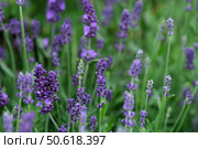 Lavender field background, endless purple blooms, natural floral texture for design projects. Стоковое фото, фотограф Елена  Попкова / Фотобанк Лори