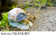 Snail close-up1. Стоковое фото, фотограф Aleksandr Anatolyevich / Фотобанк Лори
