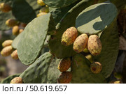 Fruits edible cactus - prickly pear (Opuntia) close-up. Стоковое фото, фотограф Татьяна Ляпи / Фотобанк Лори
