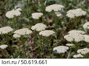 A plant with white flowers(Achillea millefolium) close-up. Стоковое фото, фотограф Татьяна Ляпи / Фотобанк Лори