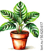 Calathea plant in a pot. Watercolor illustration on white background. Element, Sticker, Poster. Houseplants. Стоковое AI-изображение, AI-художник Ирина Самойлова / Фотобанк Лори
