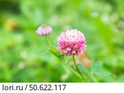Red clover flower on green meadow. Meadow flowers. Small depth of field. Стоковое фото, фотограф Хорошилова Светлана / Фотобанк Лори