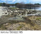 Marshland landscape with water, dry patches, and vegetation, showcasing natural ecological diversity in serene outdoor environment , swampy body of water in hot climate, climate change, global warming. Стоковое фото, фотограф Елена Гоосен / Фотобанк Лори