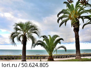 Waterfront views Gagra, Abkhazia. Стоковое фото, фотограф Александр Карпенко / Фотобанк Лори