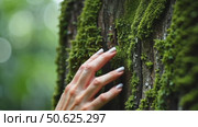 Cinematic close up of female fingers touch gently moss on tree bark. Tender and sensual connection to nature and environment. Conscious traveling and protection innocent forests, ecological problem. Стоковое AI-видео, аниматор Sergey Grishin / Фотобанк Лори