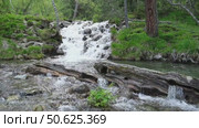 A small waterfall cascades over a textured log in a serene forest setting. Lush green grass surrounds the bank, enhancing the tranquil atmosphere of this forest stream. Стоковое видео, видеограф Зворыгина Елена / Фотобанк Лори