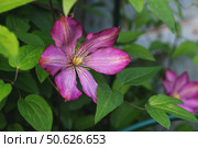 Close up of a beautiful spring blooming pink clematis paradiso flower - a climbing perennial plant. Flowering vine for vertical gardening in the garden. Стоковое фото, фотограф Оксана Медведева / Фотобанк Лори