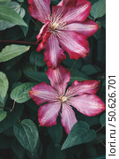 Close up of a beautiful spring blooming pink clematis paradiso flower - a climbing perennial plant. Flowering vine for vertical gardening in the garden. Стоковое фото, фотограф Оксана Медведева / Фотобанк Лори